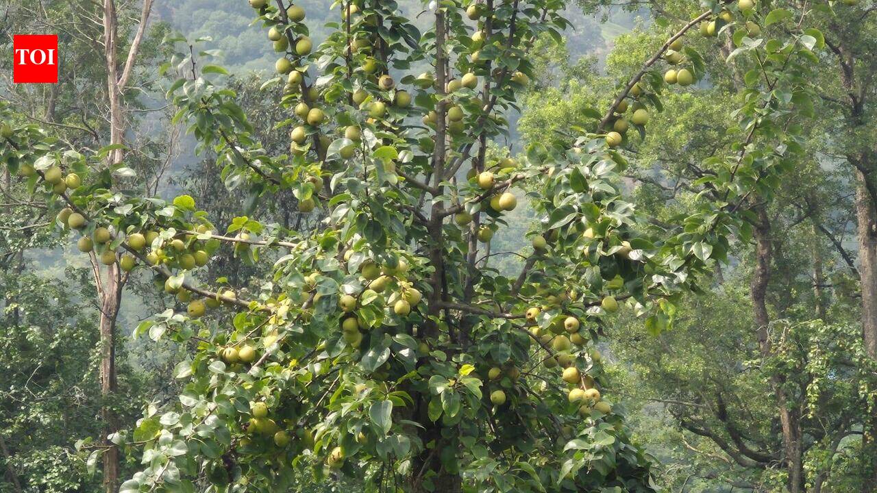 Distress prices leave Bageshwar fruit growers counting losses