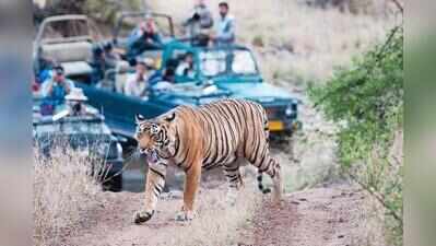 40k tourists book safari slots online in 2 hours for R’bore