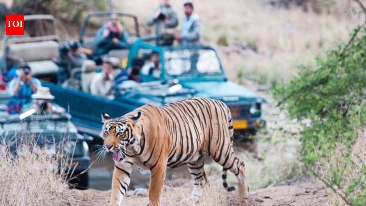 40k tourists book safari slots online in 2 hours for R’bore