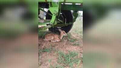 Nagaur forest dept rescues captive blackbuck fawn, arrests one