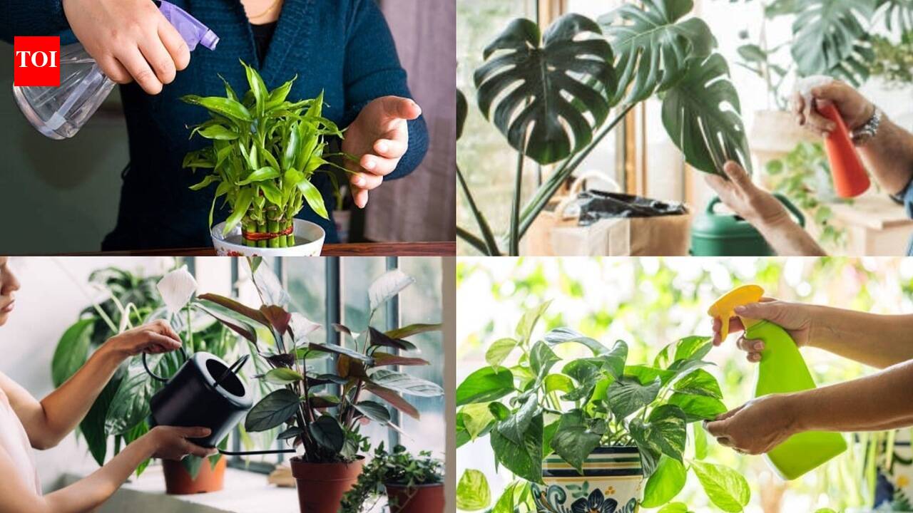 5 plants that can grow without soil