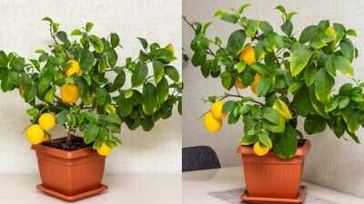 Small space, big harvest: Why every home needs a dwarf lemon tree