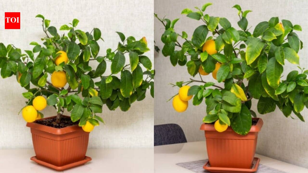 Small space, big harvest: Why every home needs a dwarf lemon tree