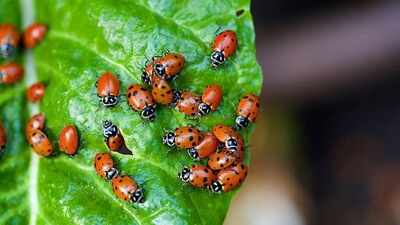 Why every gardener loves ladybugs: 5 Amazing benefits you should know
