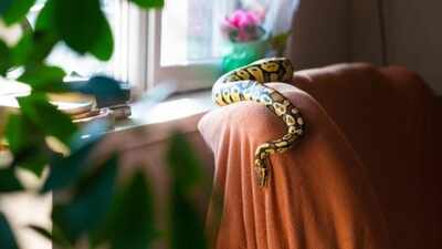 Monsoon safety guide to prevent snakes from entering homes: 5 things every homeowner should do