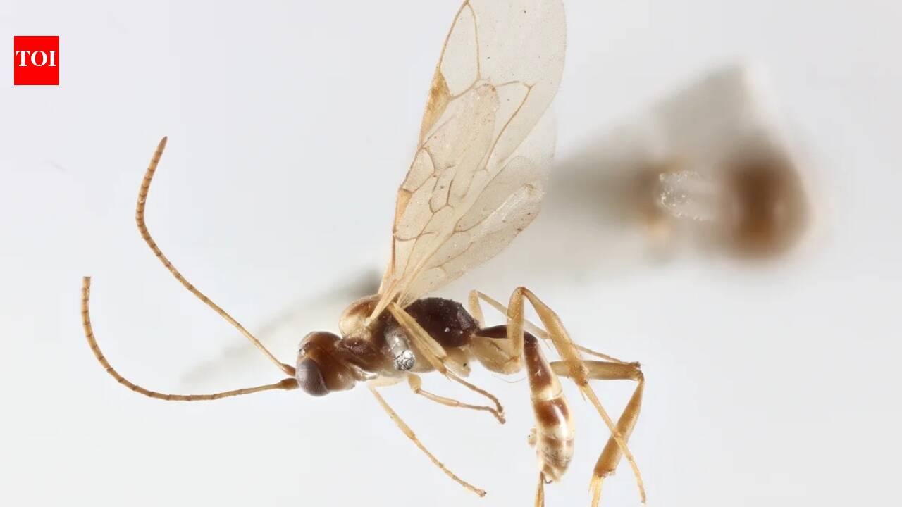 Meet Attenboroughnculus tau: The tiny insect named after Sir David Attenborough and the story behind it