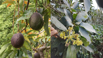 Scientists solve the 100-year-old mystery behind why avocado flowers change sex over two days
