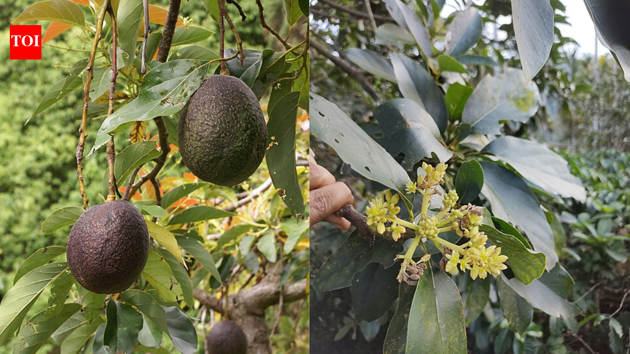 Scientists solve the 100-year-old mystery behind why avocado flowers change sex over two days