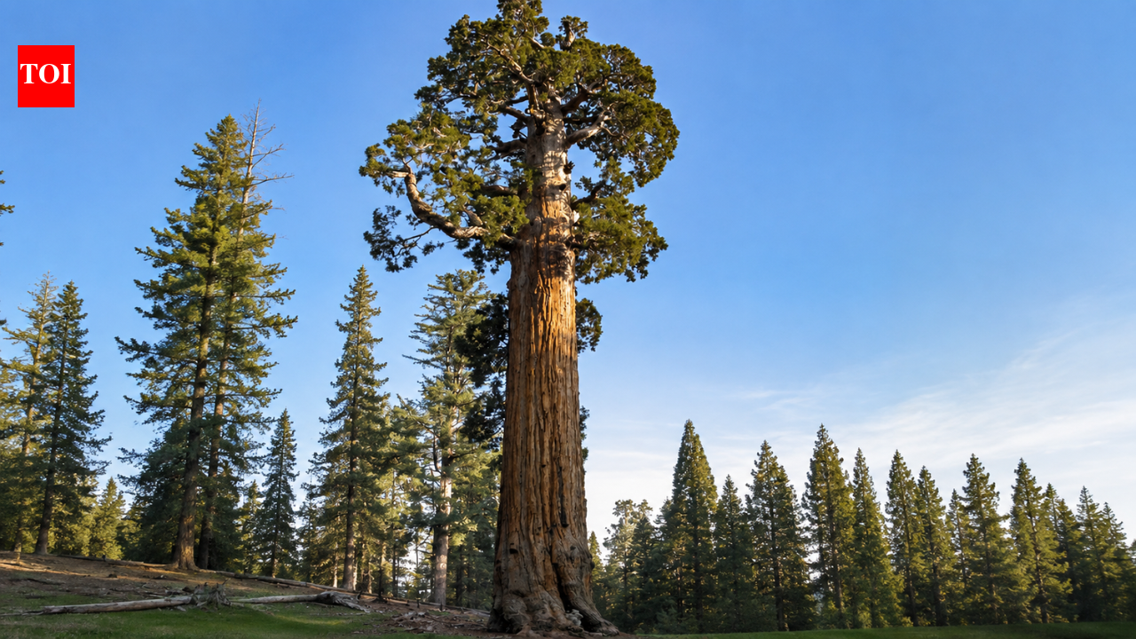 Meet the General Grant Tree: The world's second-largest tree that became America's only living National Shrine