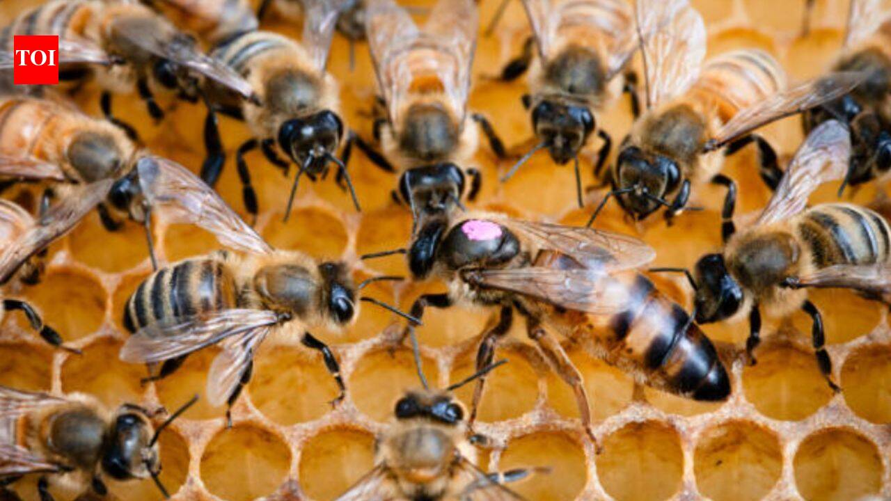 Only three Hawaiian producers meet US's organic honey standards; study suggests rule review