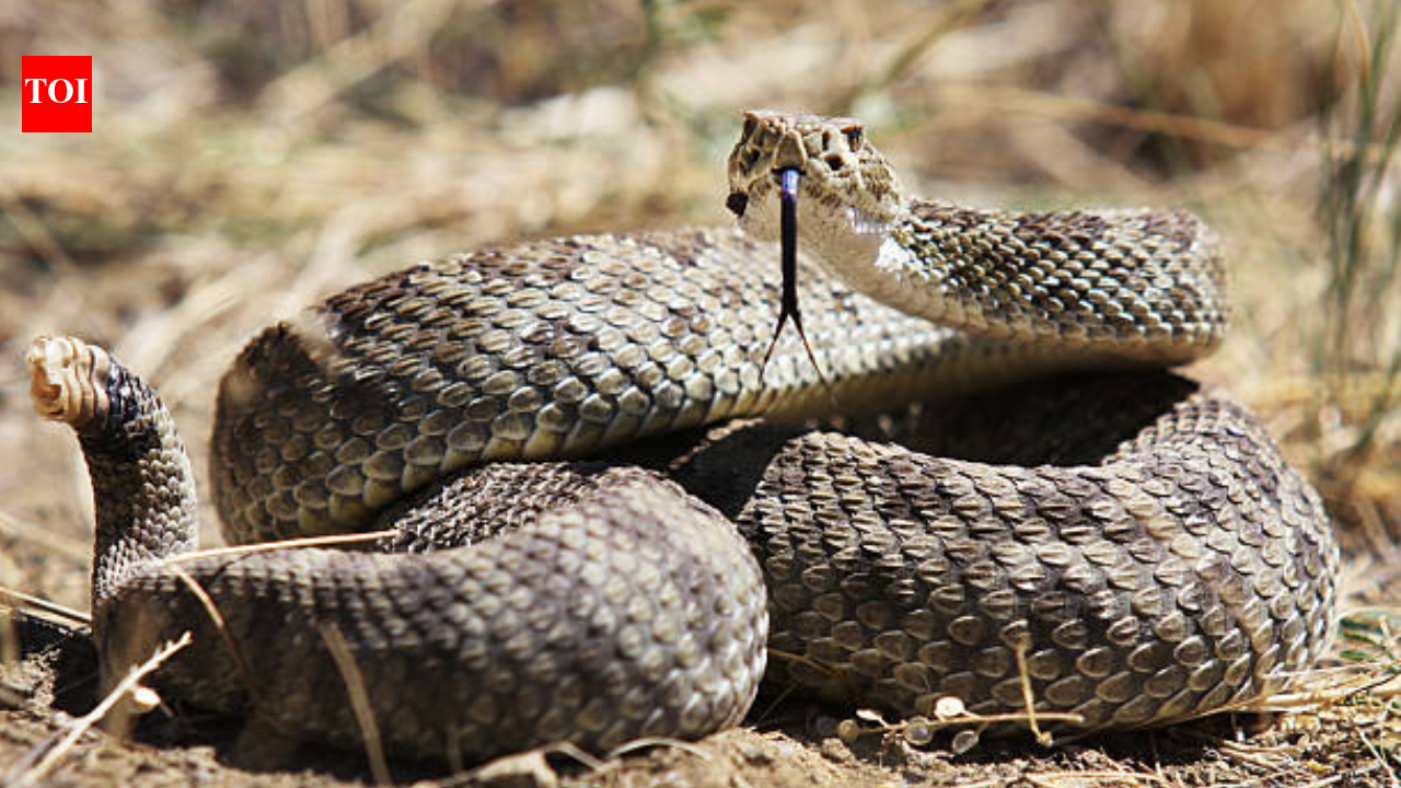 Rattlesnake strikes 3-year-old girl in Santa Clarita after hiding under delivery package