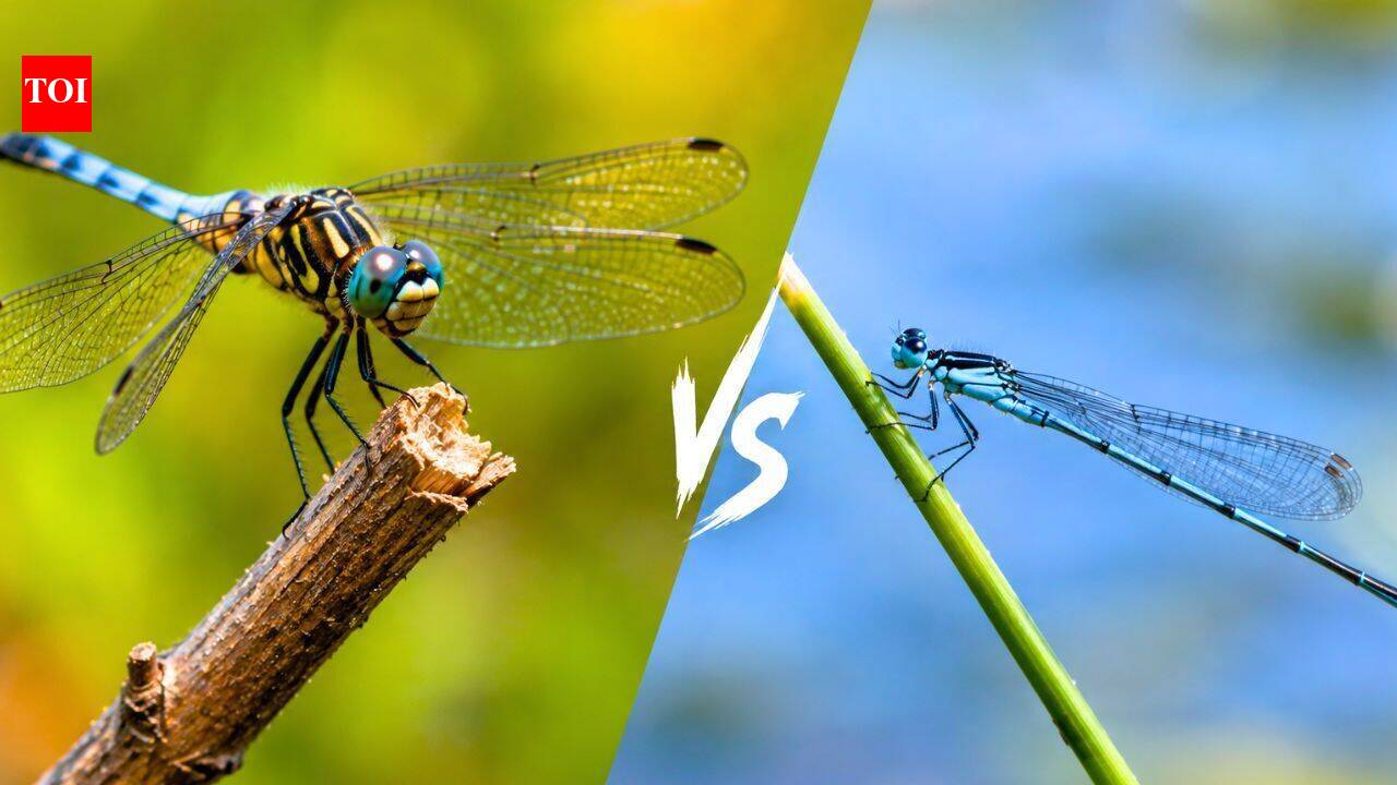Dragonfly vs damselfly: 6 key differences between the two prehistoric insects that lived before dinosaurs