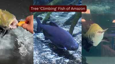 Meet the strange Amazon fish that ‘climb’ trees during flood season in search of fruit, seeds and survival and why seeing it is one of the world's greatest wildlife experiences