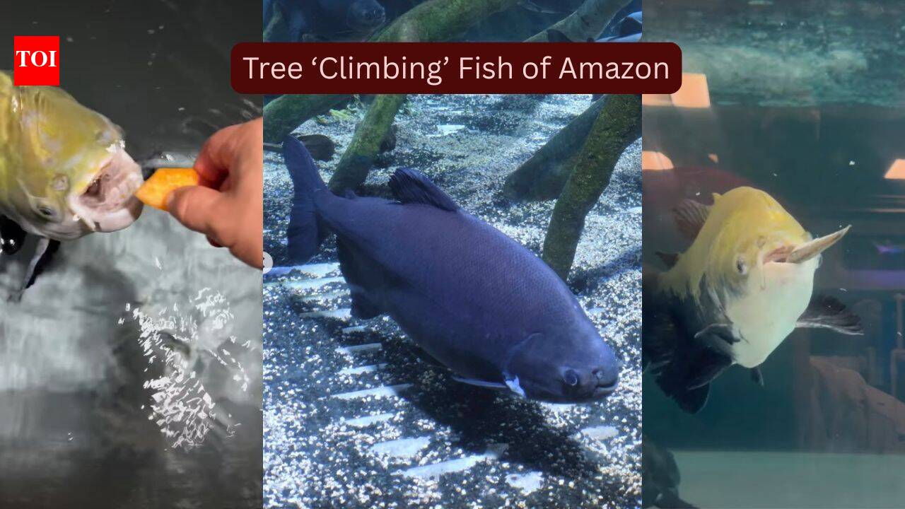 This 'climbing' fish is a natural wonder—and seeing it hunt in the trees is a once-in-a-lifetime experience.