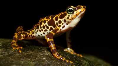 South American frogs are losing their poisonous skin which keeps them safe from predators: Scientists reveal how they could get it back