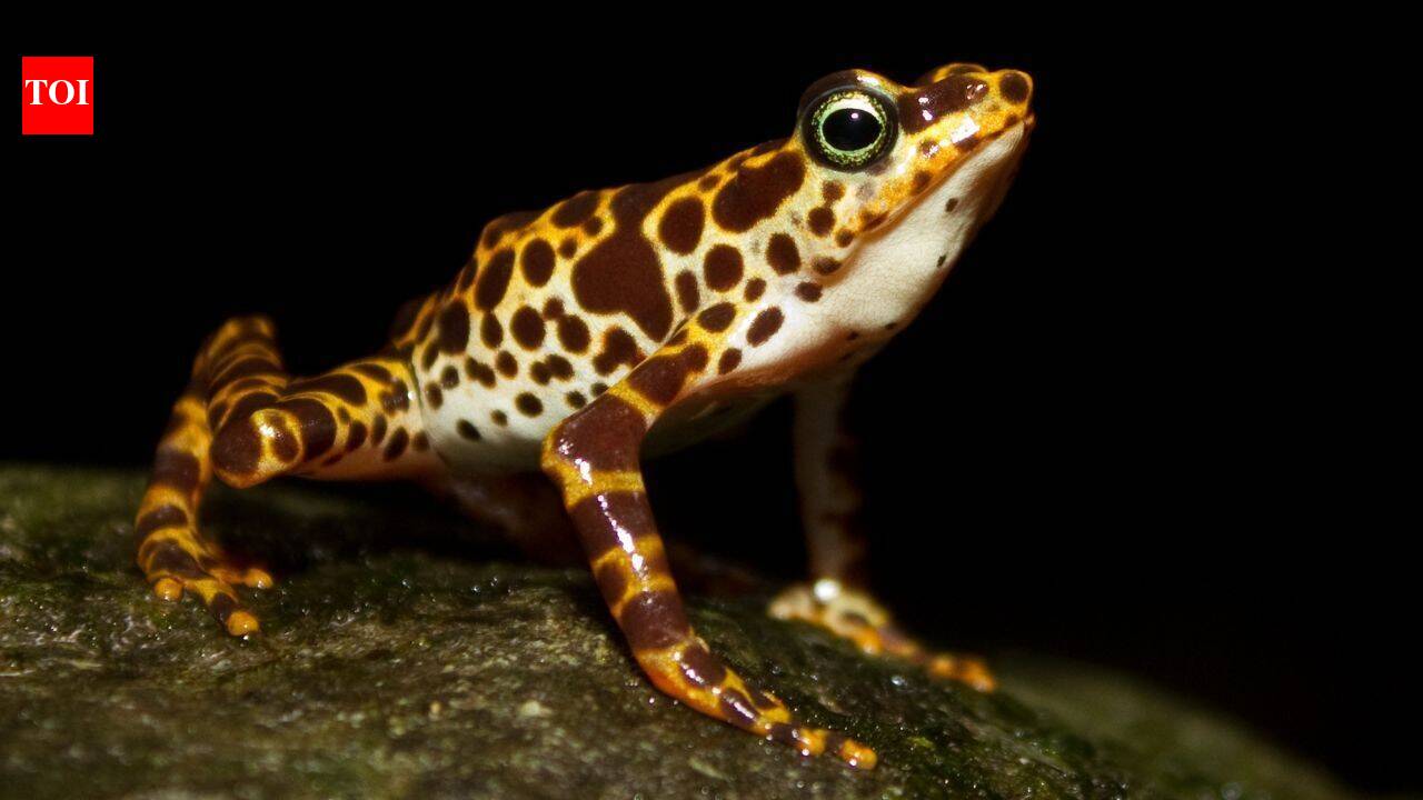 South American frogs are losing their poisonous skin which keeps them safe from predators: Scientists reveal how they could get it back