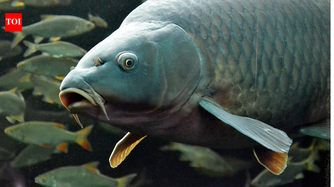In 1877, America distributed carp across the country for food; escaped populations later uprooted underwater plants that native fish rely on