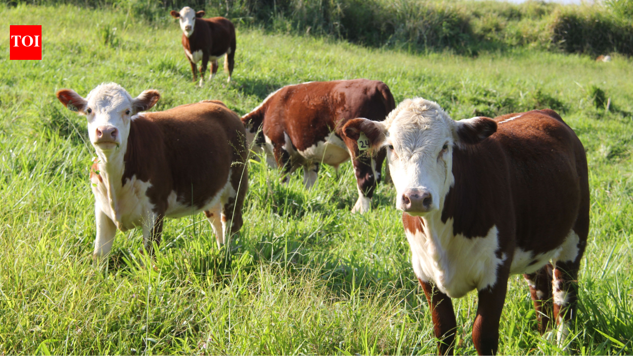 In the 1840s, Alabama farmers embraced a drought-resistant livestock grass; it became a crop-choking weed that could poison cattle