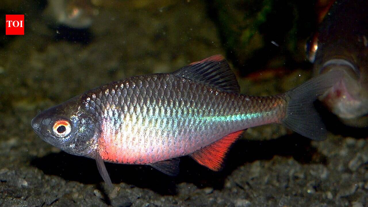 Europe's bitterling fish may be evolving against an invasive mussel, with more than 40 years of exposure linked to improved survival after infection