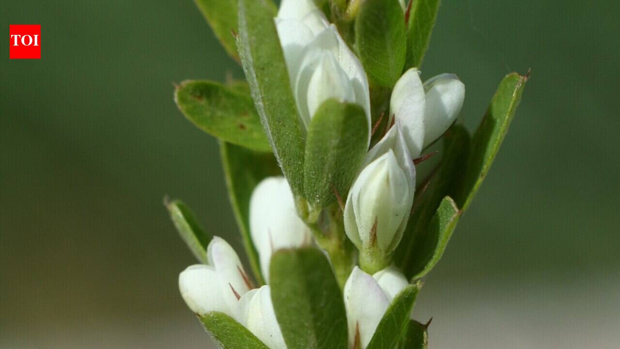 Introduced for forage and soil conservation, sericea lespedeza later spread through the US prairies while mature plants were largely avoided by grazing cattle