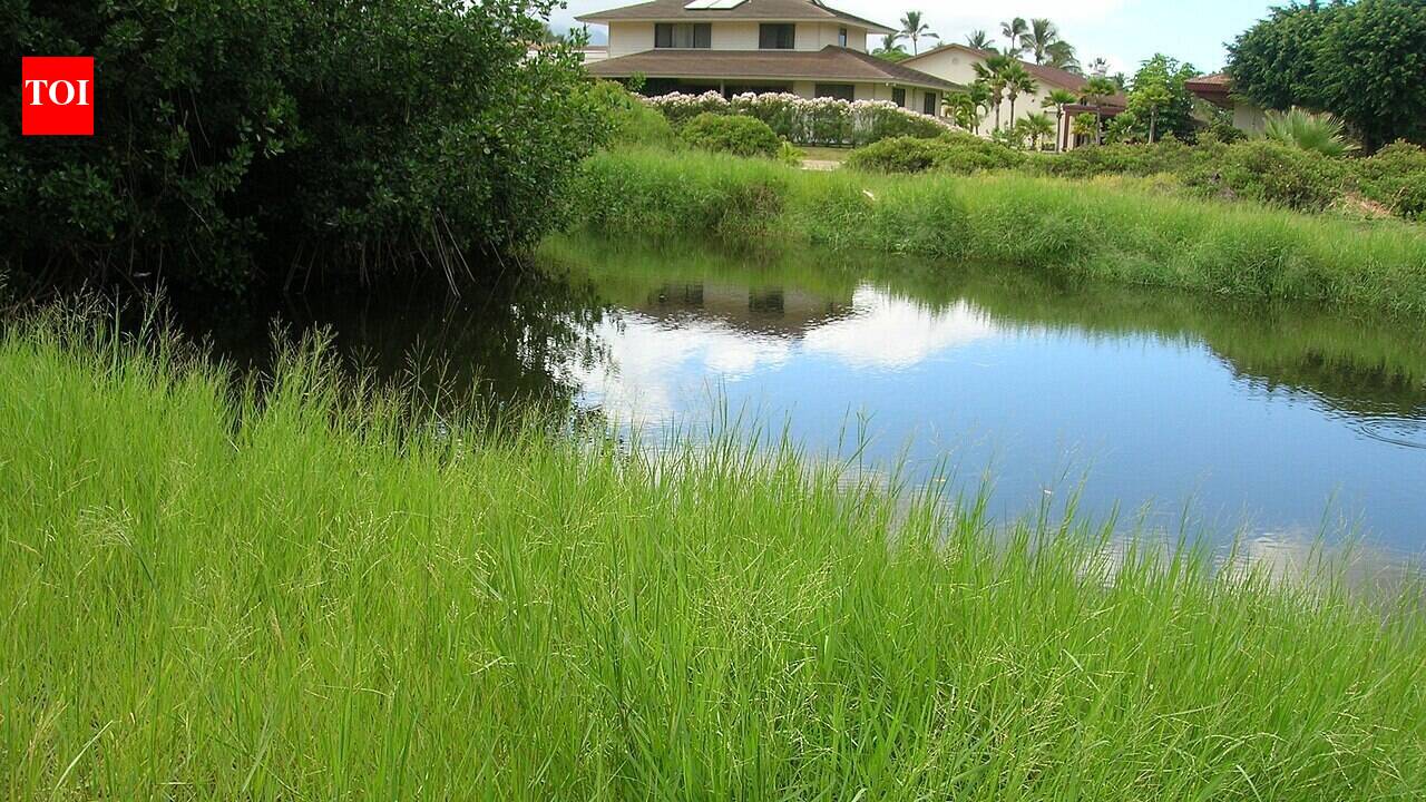 In the early 1900s, the USDA distributed torpedograss as cattle feed; its torpedo-shaped roots later invaded southern wetlands and waterways