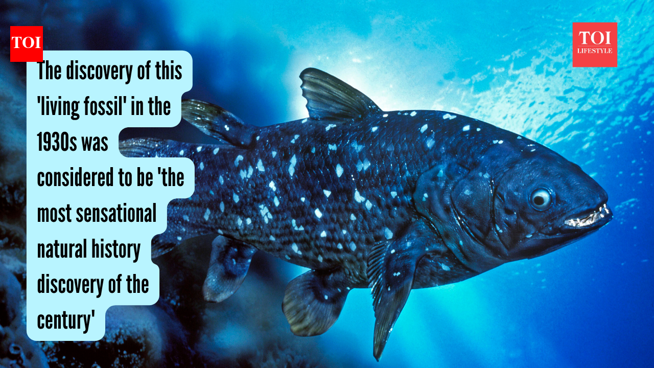 The discovery of this 'living fossil' in the 1930s was considered to be 'the most sensational natural history discovery of the century'