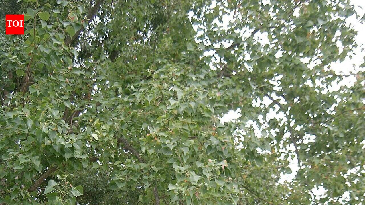 Around 1900, the US planted Chinese tallow across the Gulf Coast as a commercial oil crop; it later invaded southern forests and can be toxic to cattle