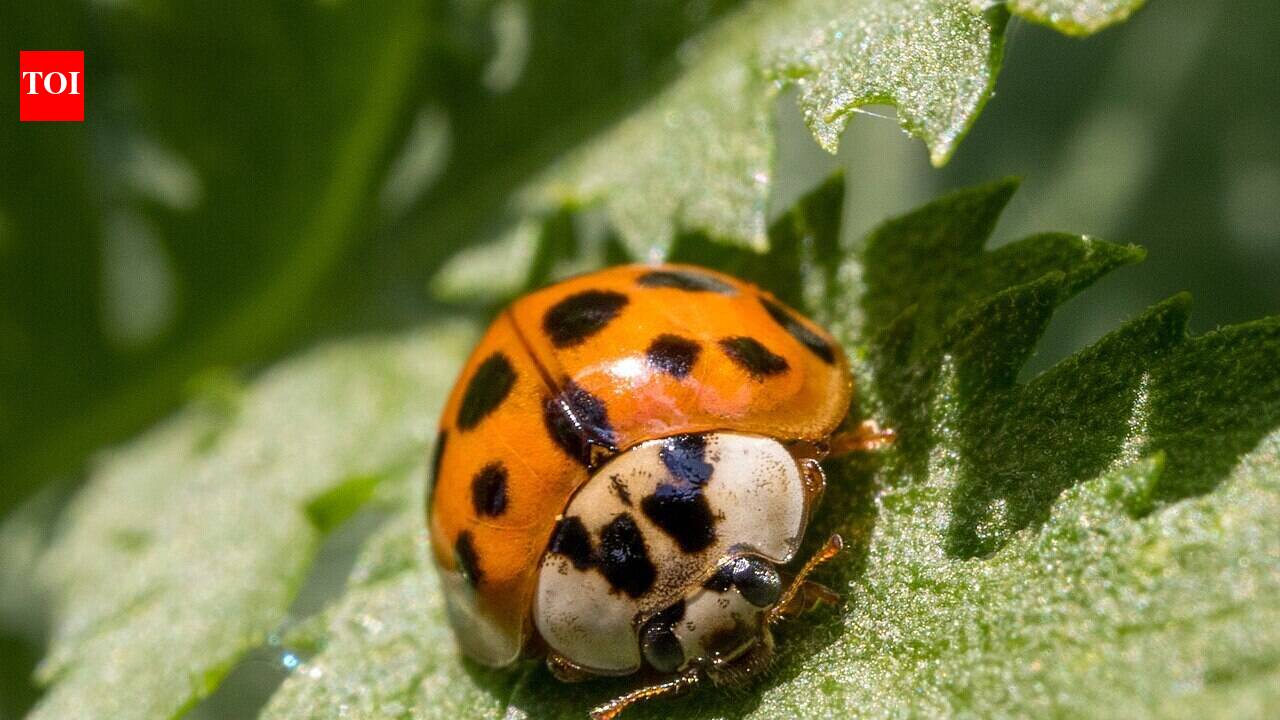 US released Asian lady beetles in 1916 to fight crop pests, but they later spread into homes and orchards