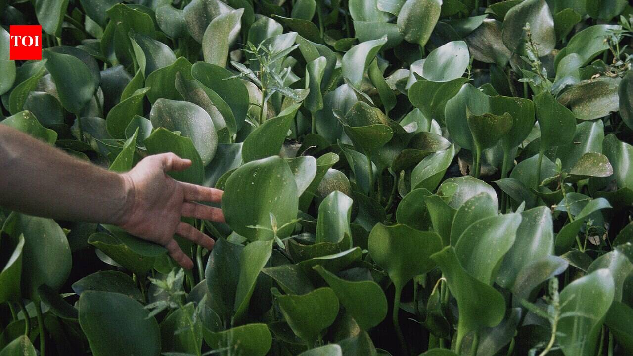 In 1884, a Florida visitor planted water hyacinth beside the St. Johns River; by 1896, it had spread across 200 miles