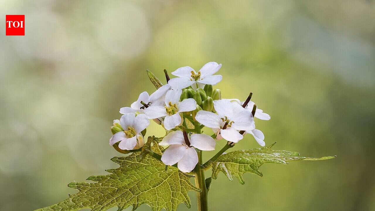 In the 1850s, settlers brought garlic mustard to America for food and medicine; it escaped gardens and altered the fungi that native trees depend on
