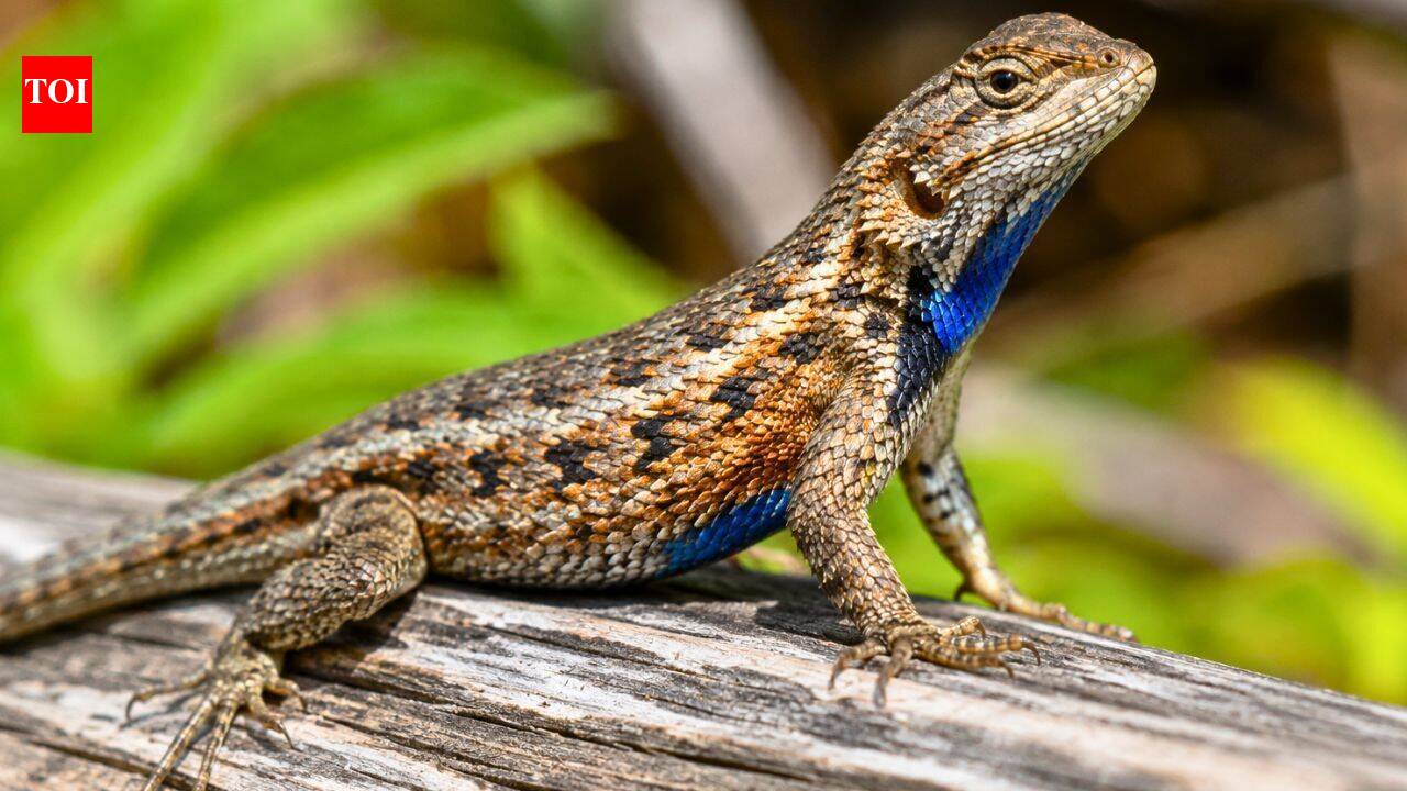 Meet the eastern fence lizard: The remarkable reptile that does push-ups, flashes bright blue and escapes by running around trees