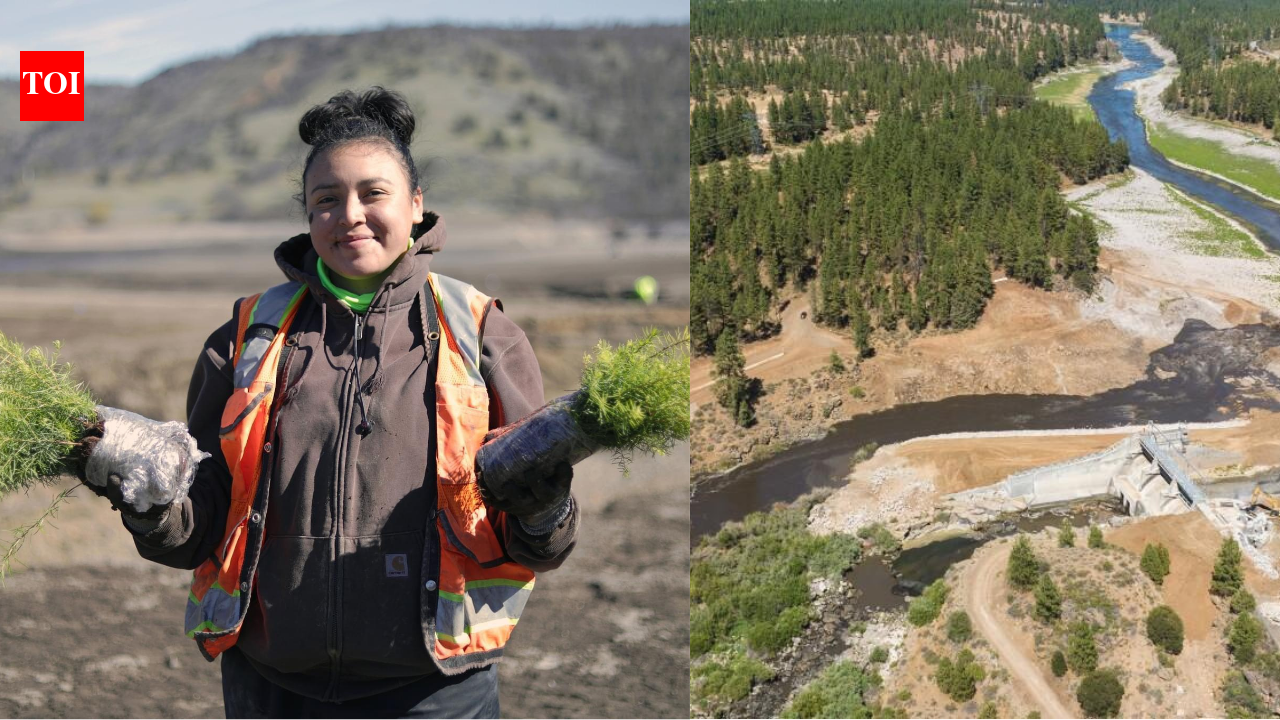After America's largest dam removal, the Yurok Tribe is bringing an entire river back to life by planting millions of native seeds