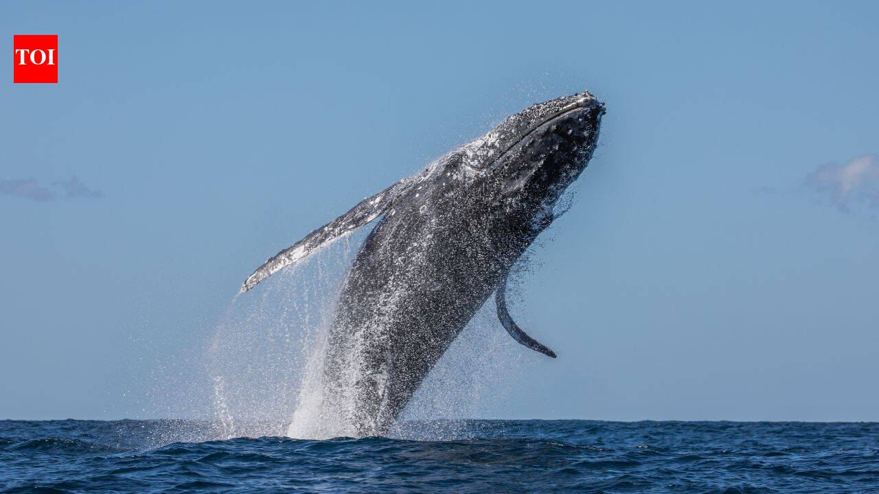 Western Australia’s humpback sightings fell 60%; days later, weakened Southern Ocean seabirds appeared thousands of kilometres away on the country’s east coast