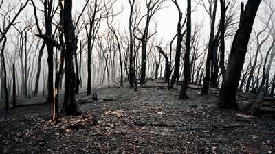 In 1987, Victoria began an A$26 million experiment inside a mountain ash forest; three decades later, the results surprised researchers
