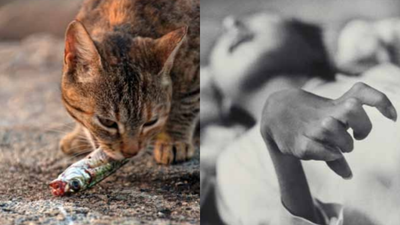 Cats went mad, birds fell from the sky, and a disease caused by poisoned seafood devastated an entire Japanese coastal community