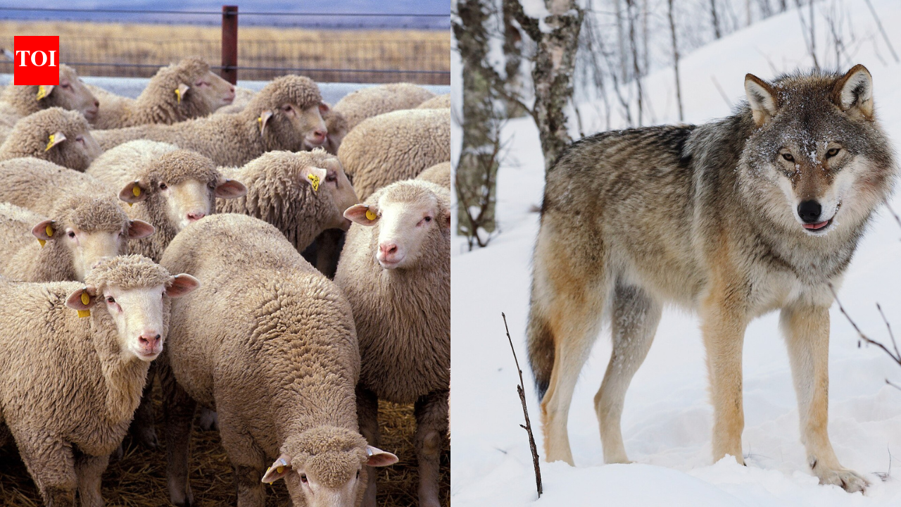 An Austrian inventor has built armor for sheep to protect them from wolves, but the idea is dividing farmers and animal experts
