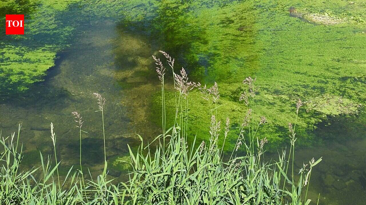 In the 1800s, America planted reed Canarygrass for forage and erosion control; its rhizomes later turned diverse wetlands into near-monocultures