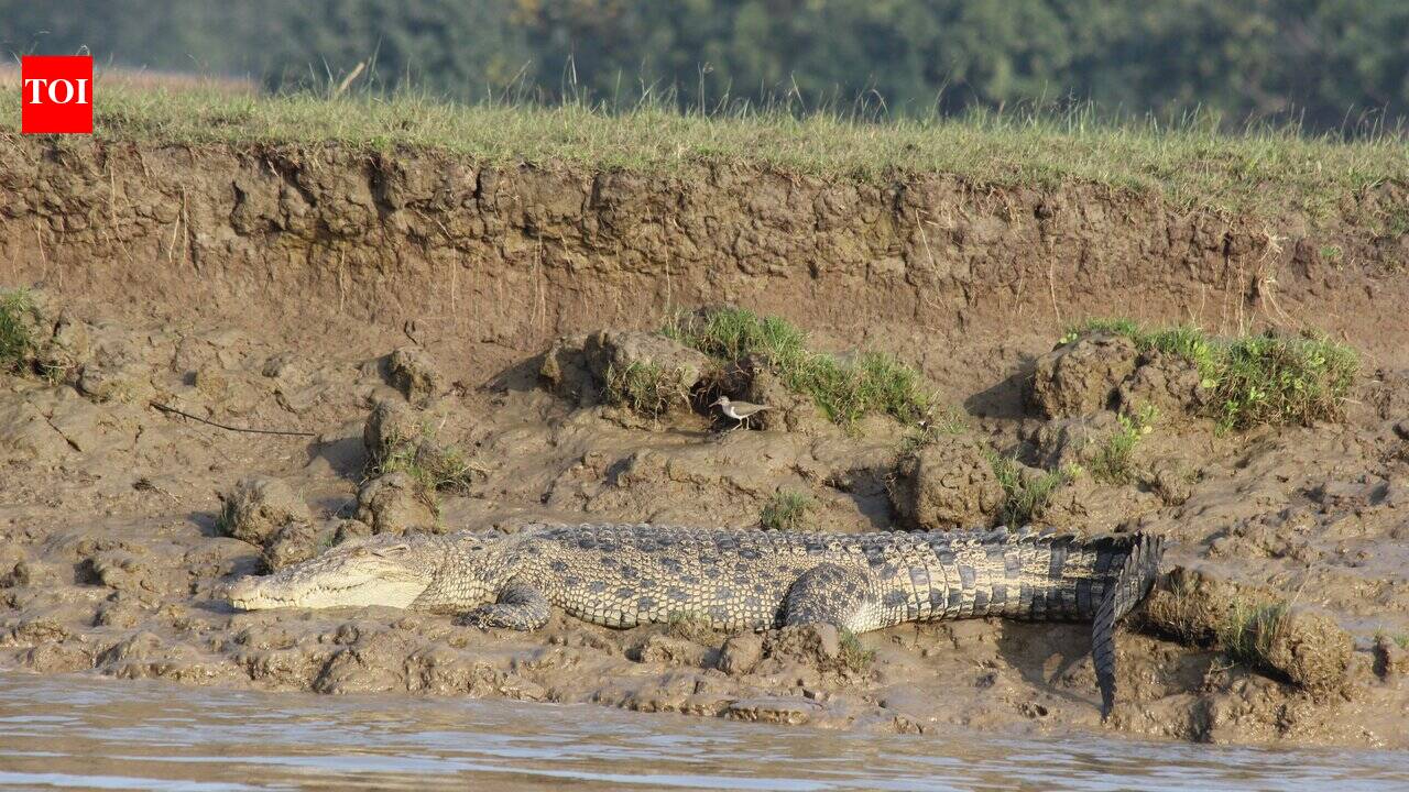 Saltwater crocodile drags woman into Brahmani river in Kendrapada