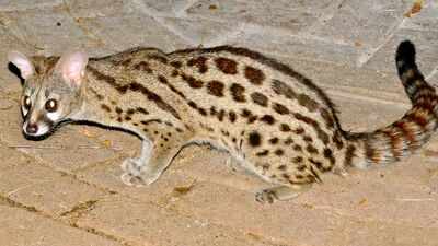 This mysterious predator looks exactly like a cat, but scientists say it belongs to a completely different animal family