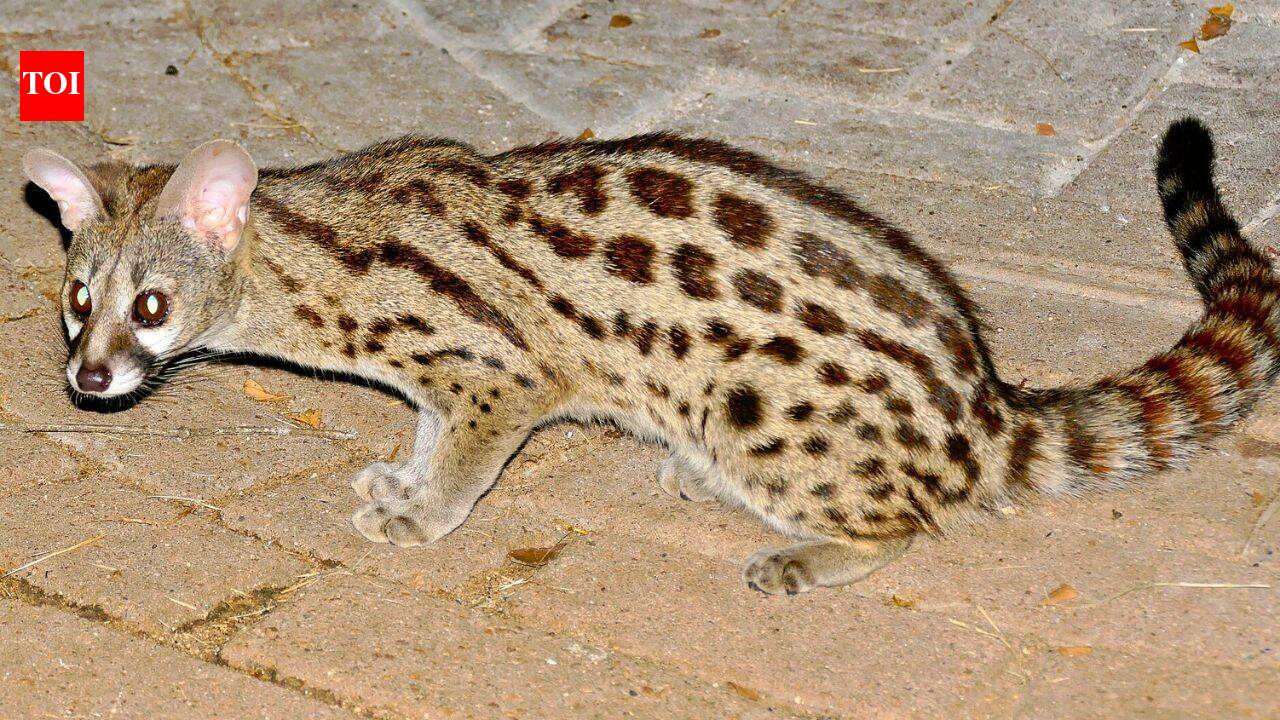 This mysterious predator looks exactly like a cat, but scientists say it belongs to a completely different animal family