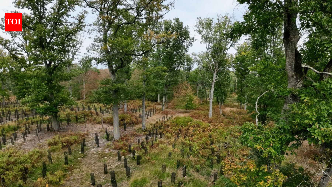 In 2022, France promised 1 billion trees within a decade; four years later, a court...