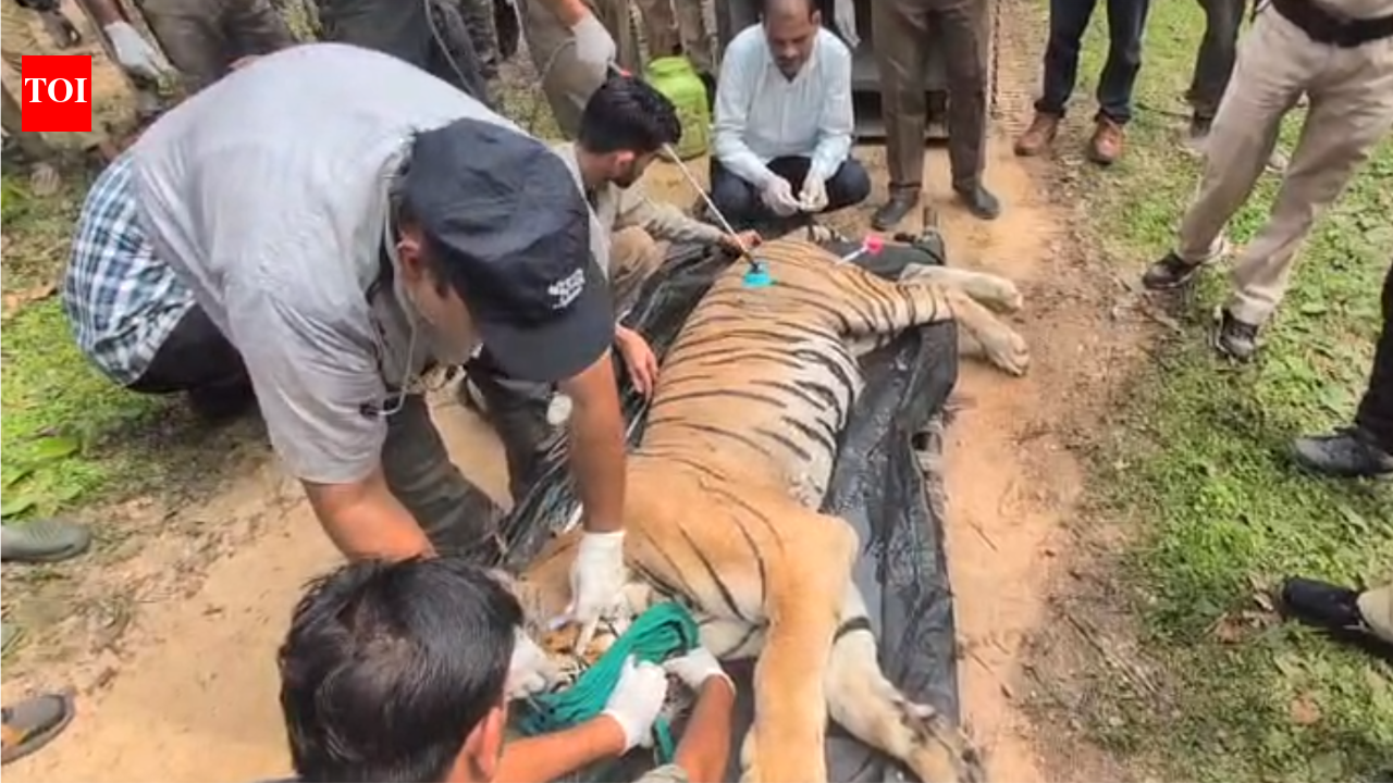 Breaking furniture, raiding villages: Ageing Kanha tigress rescued