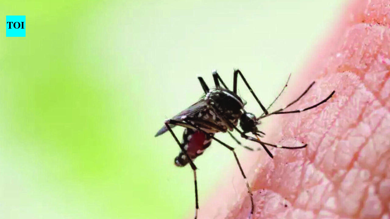 33 test positive for dengue in July across Nashik city