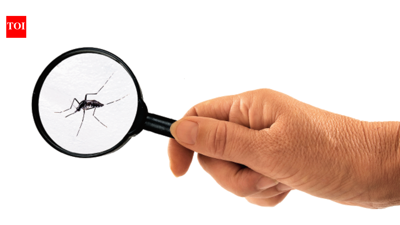 Malaria, dengue cases more than doubled in July in Mumbai; leptospirosis, gastro spike