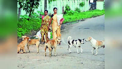 HC grants state more time to file affidavit on stray dog management