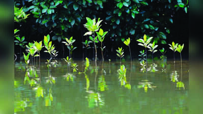 Tamil Nadu restores 4,183 hectares of mangroves in 5 years
