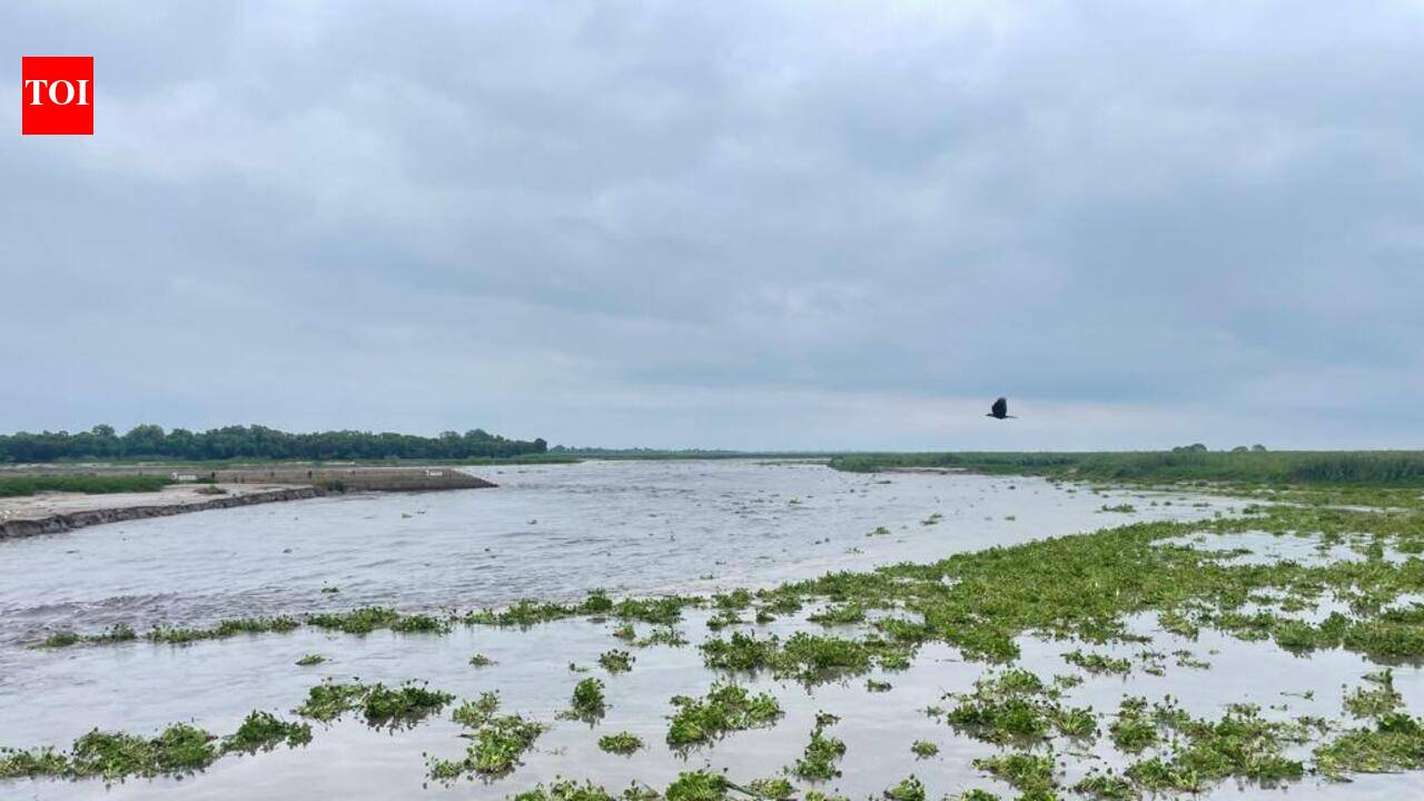 Punjabi University Study flags heavy metal threat to birds in Harike Wetland