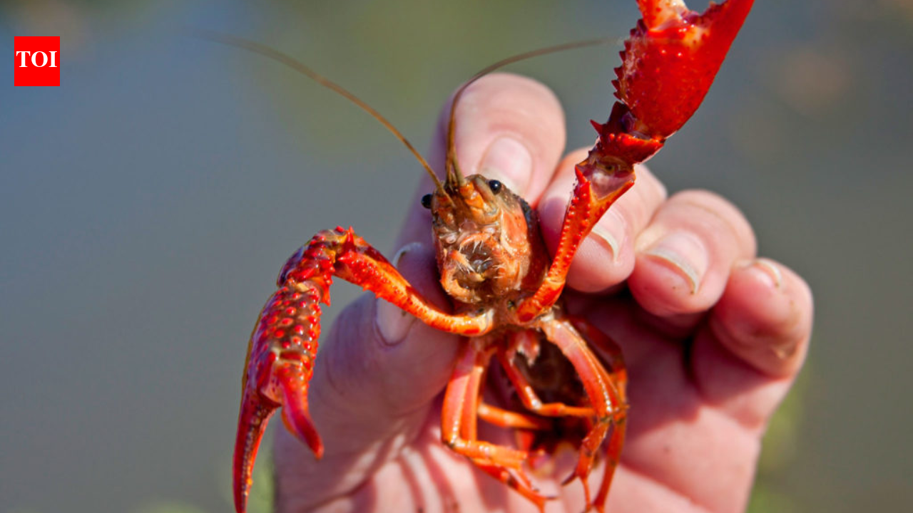 In 1974, Spain imported two tons of American red crayfish for aquaculture; 50 years later...