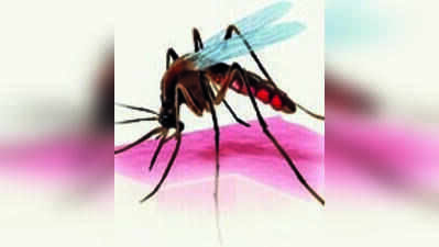 Dengue cases nearly double in Pune in July as rains fuel mosquito breeding