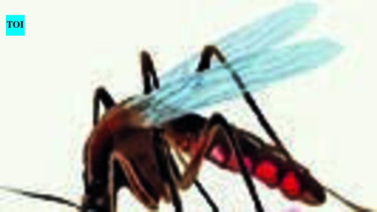 Dengue cases nearly double in Pune in July as rains fuel mosquito breeding